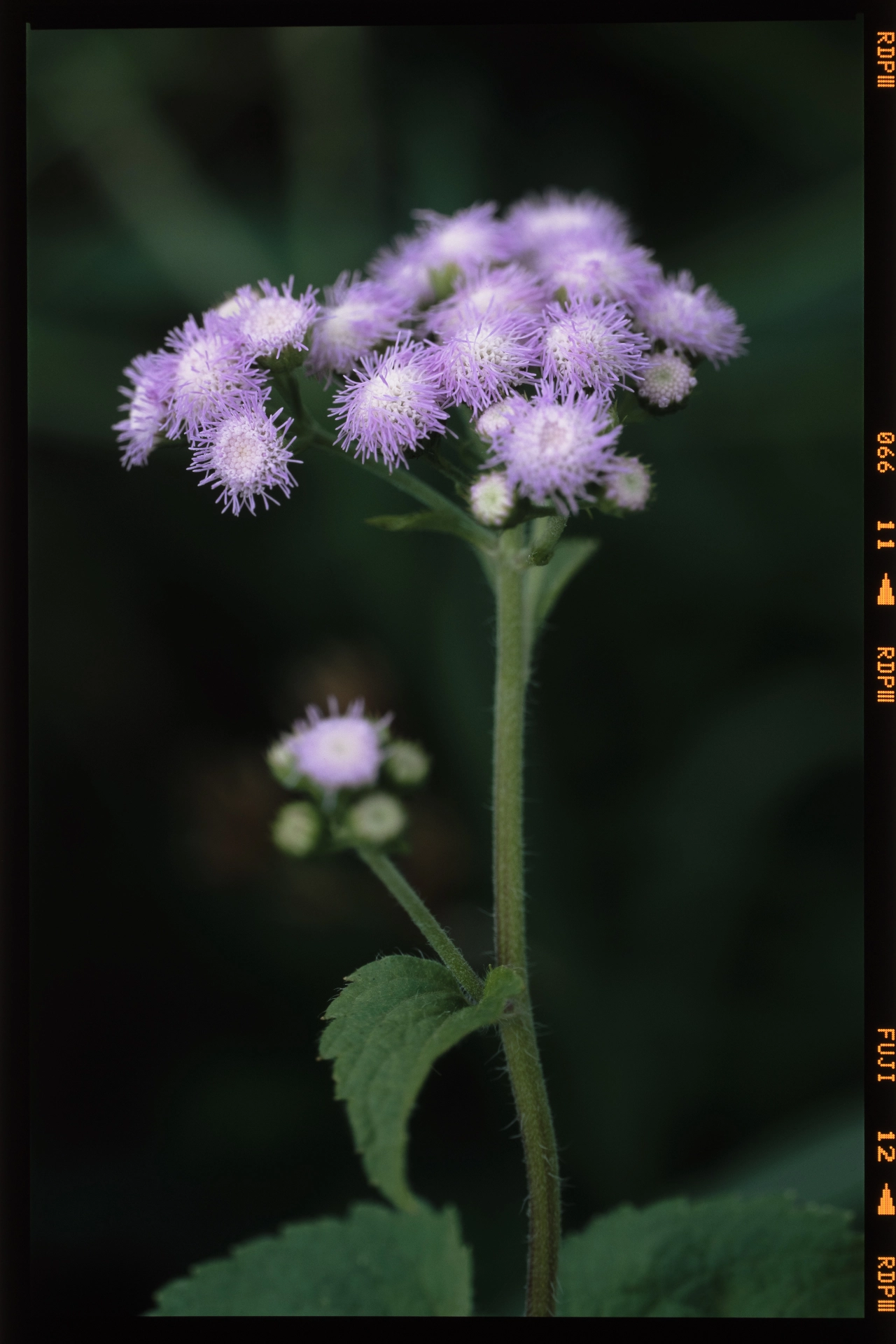 Ageratum conyzoides